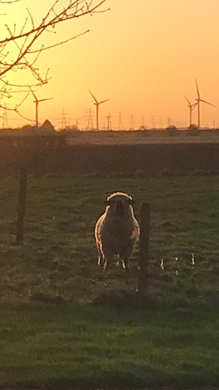 sheep windfarm and pylons